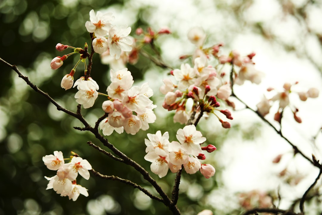 Photo Cherry blossoms